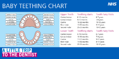 Baby teething chart